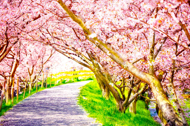 istock a walking road under the beautiful sakura tree or cherry tree tunnel. 1189060673