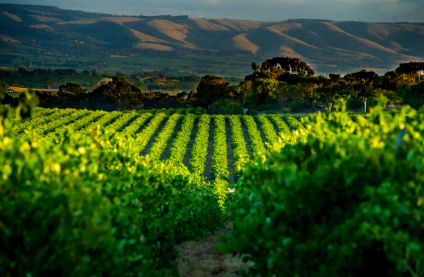 vinhedos de mclaren vale - sul da austrália - fotografias e filmes do acervo