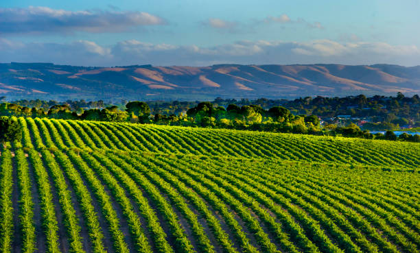 istock Vineyards of McLaren Vale 1189061937