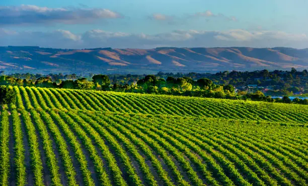Images of Vineyards in the Wine region of McLaren Vale in South Australia