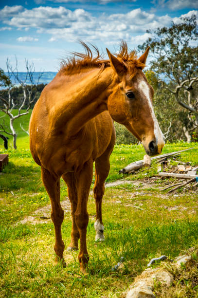 istock Horse on a Farm 1189064262