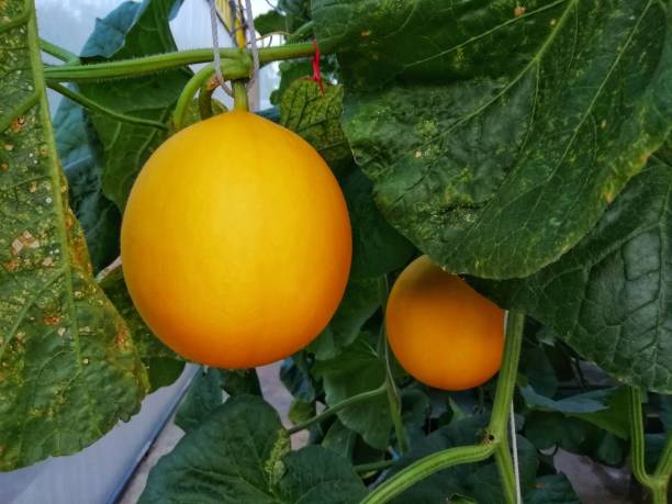 istock Melon in organic garden. Fresh fruit in garden. 1189064273