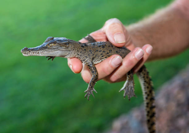 istock Baby Australian Crocodiles 1189064315