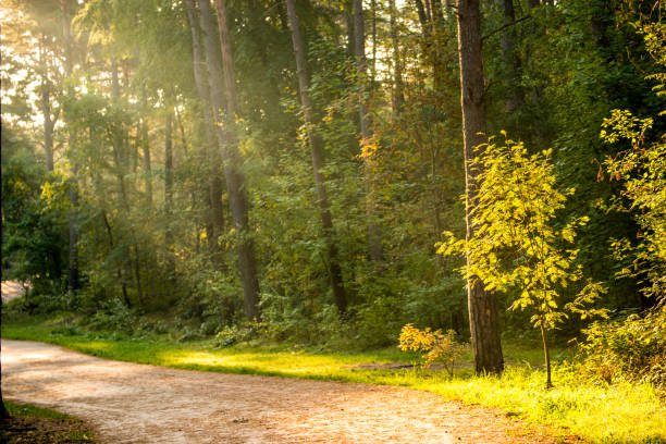 istock forest at the Baltic coast in Poland with light beams 1189065041