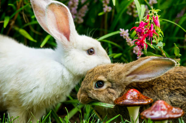 Cute little orange and white color bunny rabbit rabbit peeps out from behind a table on white background - animals and pets concept. Copyspace.