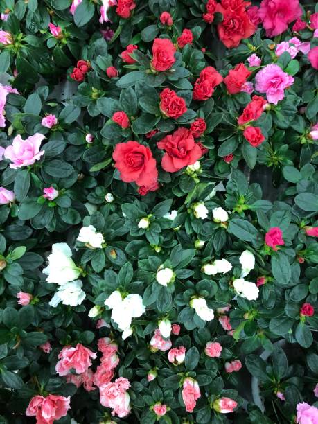 istock home flowers, beautiful spring background 1189065654