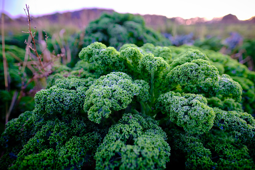 Kale plant in a non industrial, organic garden, in fron of a blurred nature background with colorful bokeh