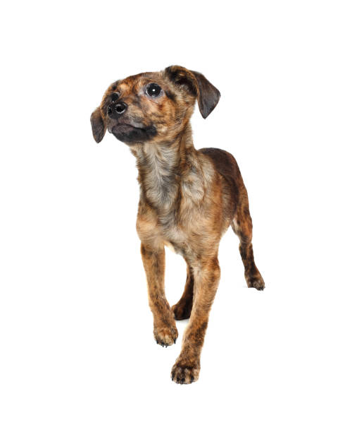 istock Puppy dog standing 1189069351