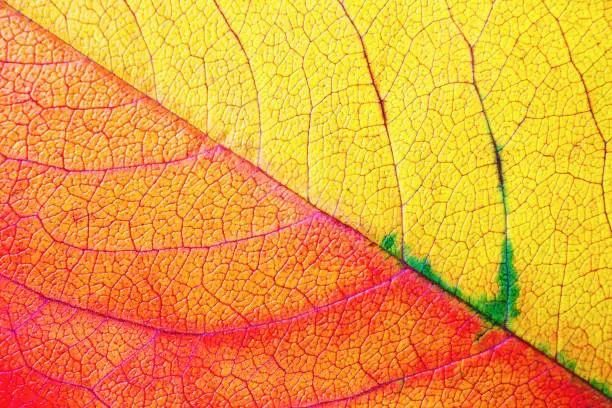 Photo of Red and yellow autumn leaf