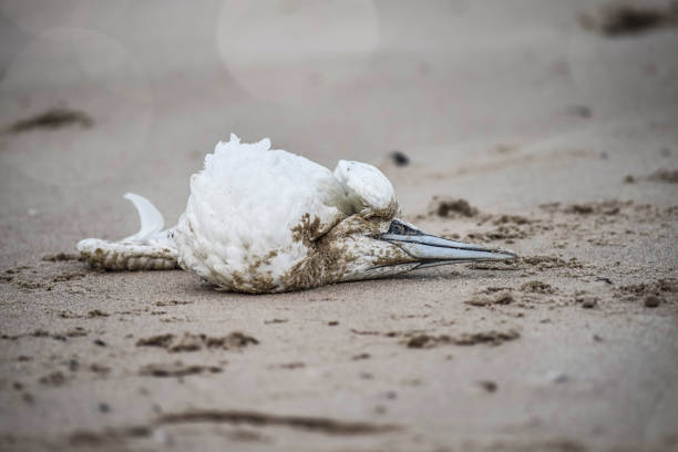 istock cadaver of gannet on the beach 1189073013