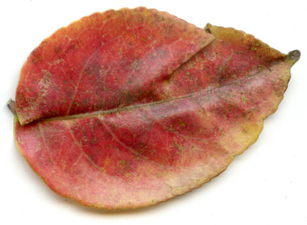 istock Autumn leaves on a white background 1189073069