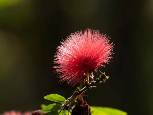 Photo of Close up Red Powder Puff Flower Isolated on Background