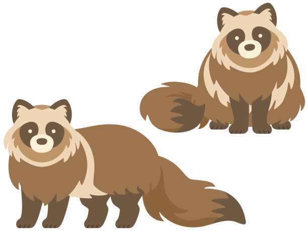 пример набора пушистых енотовидных собак - raccoon dog stock illustrations