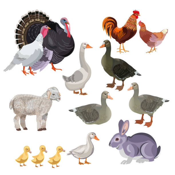 Set of vector farm animals Set of farm animals. Vector illustration isolated on white background hare and leveret stock illustrations