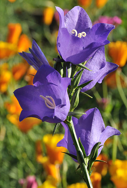 roxo campainha de flores azuis (campânula rotundifolia) flores - poppy flower petal stamen imagens e fotografias de stock