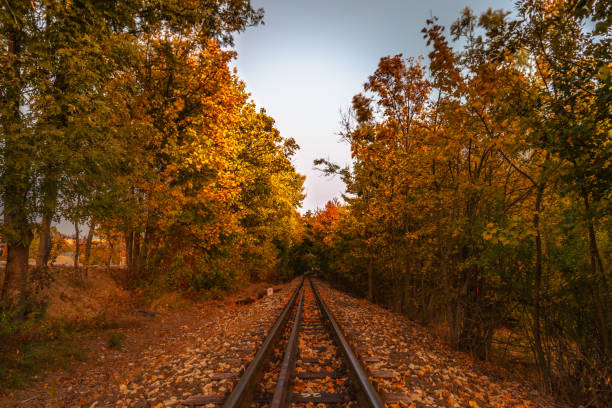 Railway in the forest stock photo