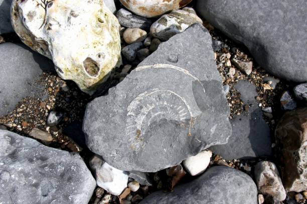 istock Ammonites and fossils on beach 1189079781