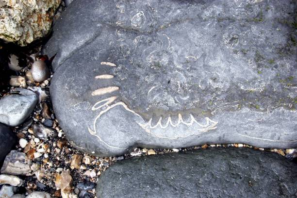 istock Ammonites and fossils on beach 1189079784