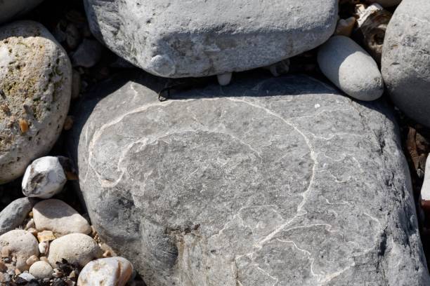 istock Ammonites and fossils on beach 1189079786