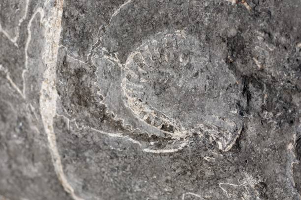 istock Ammonites and fossils on beach 1189079793