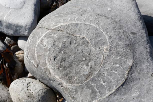 istock Ammonites and fossils on beach 1189079794