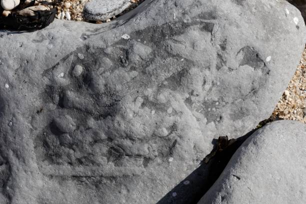 istock Ammonites and fossils on beach 1189079795