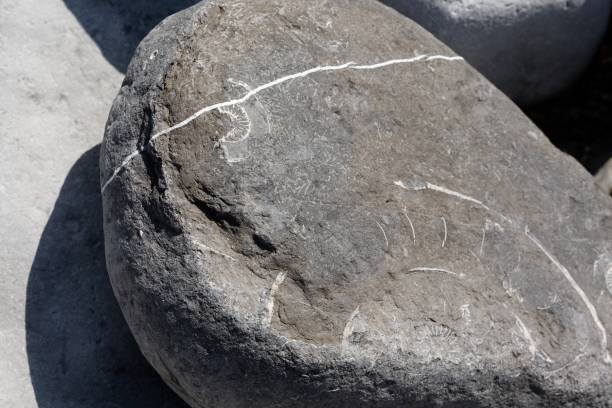 istock Ammonites and fossils on beach 1189079801