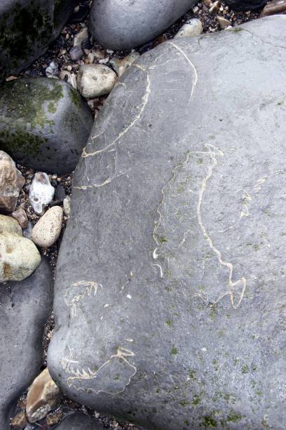 istock Ammonites and fossils on beach 1189079803