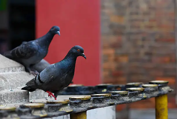 Temple candleholders with pigeons at nepal