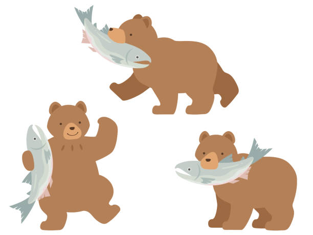 Illustration set of 3 brown bears with salmons This is an illustration set of brown bears barking salmons and holding a salmon in his hand. brown bear catching salmon stock illustrations
