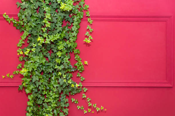 istock Red wall with frame half covered by Common Ivy. Also known as Hedera helix, English ivy or European ivy. Copy space 1189083728