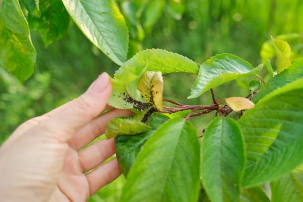 istock Spring season, cherry tree, close-ups of insects aphid pests 1189084342