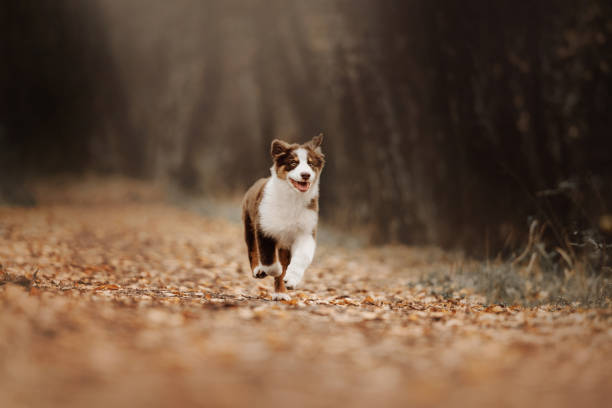 istock adorable australian shepherd puppy outdoors in autumn 1189085531