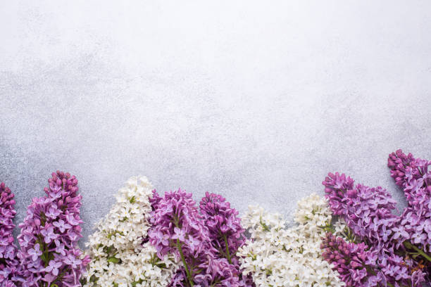 istock Branches of purple lilac on stone background. Romantic spring mood. Top view. Copy for your text 1189086722
