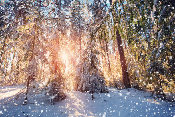 istock Pine trees covered with snow on frosty evening 1189086725