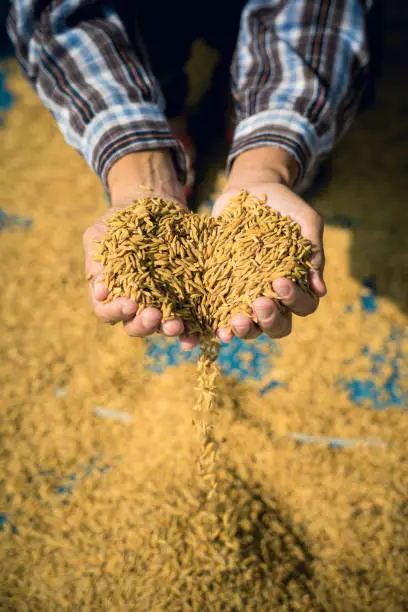 Photo of Farmer hold paddy in hands after harvest.