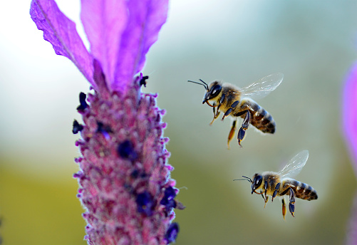 bees looking for honey and pollen in lavender field