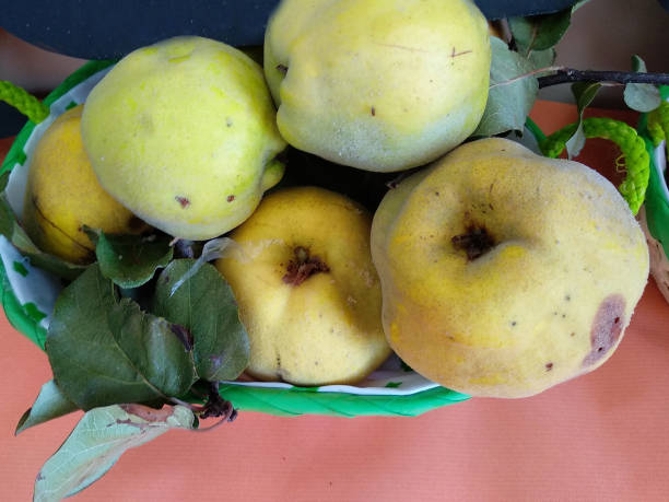 istock freshly caught quinces in autumn 1189088319