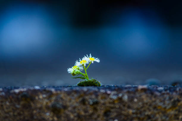 Chamomile Flower Growing from Crack in Ground