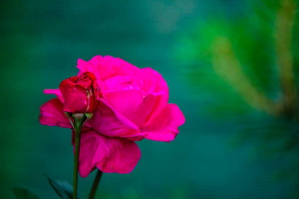 Close View of Pink Roses Blossom and Buds in the Field. Flower from Rosaceae Family.
