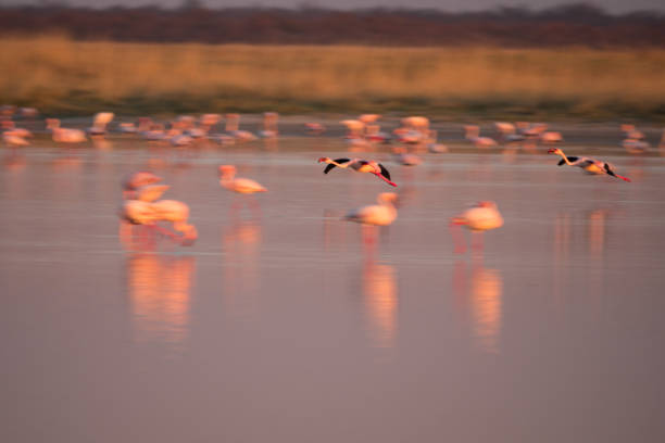 istock Flamingos in the Makgadikgadi Pans, Botswana 1189089507