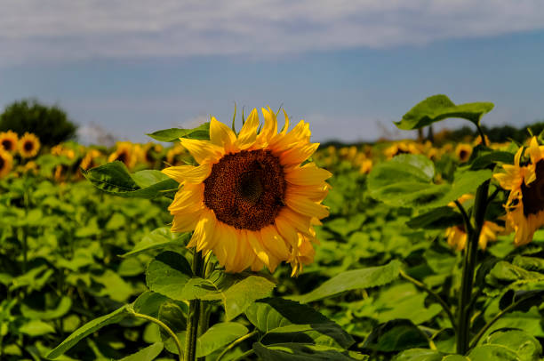 istock Golden Sunflowers In the Field 1189089541