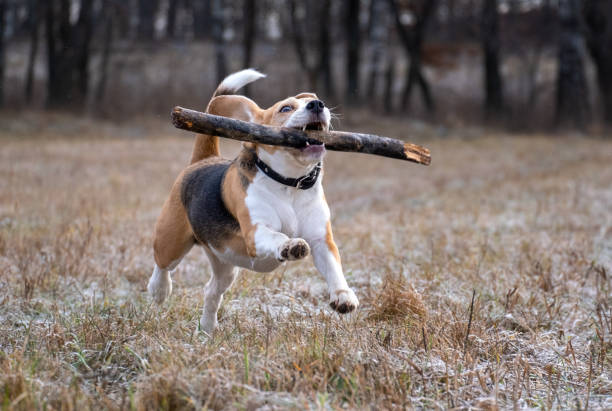 istock dog breed Beagle playing with a stick during a walk 1189089608