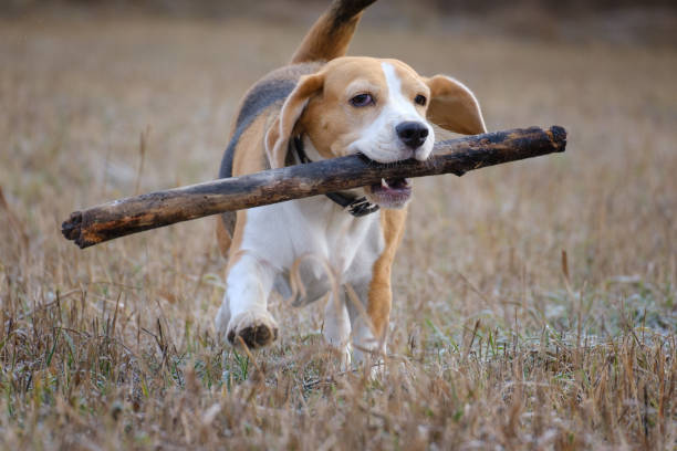 istock dog breed Beagle playing with a stick during a walk 1189089616