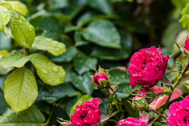 Close View of Red Roses Blossom in the Field. Flower from Rosaceae Family.