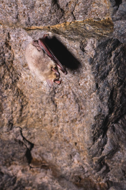 istock A wild bat hangs in a dream on the ceiling of a stone cave. 1189089849