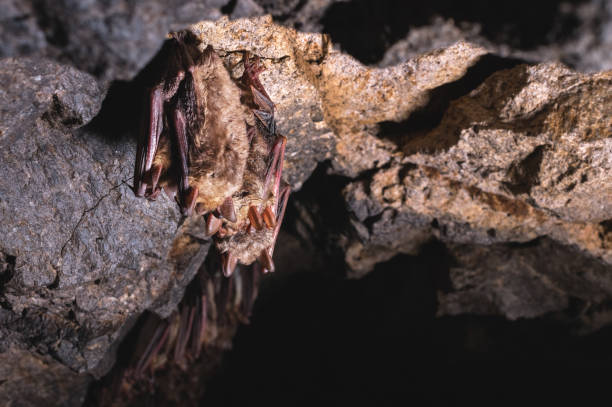 istock A wild some bats hangs in a dream on the ceiling of a stone cave. 1189089947