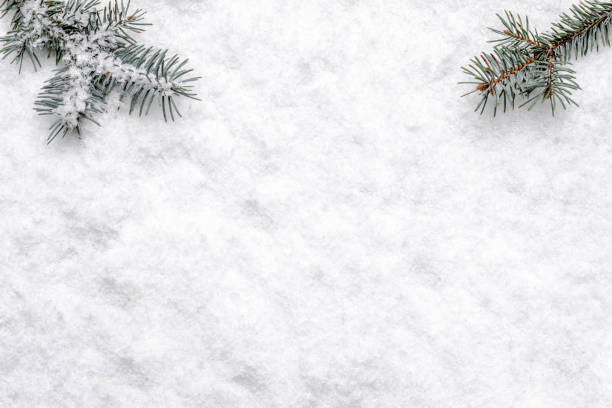 雪とクリスマスツリーの枝、平らな横、トップビューとクリスマスの白い背景 - frozen branches ストックフォトと画像