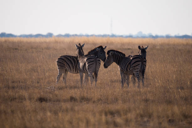 istock Zebra in the Makgadikgadi Pans, Botswana 1189091044