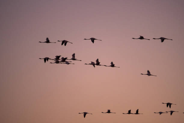 istock Flamingos in the Makgadikgadi Pans, Botswana 1189091176